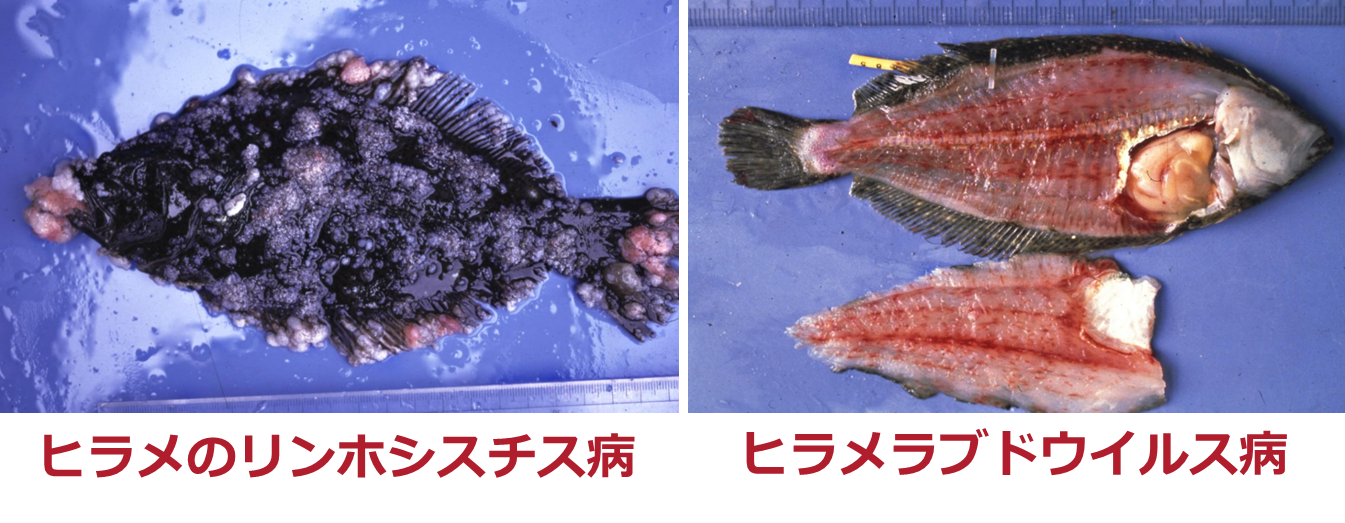 観賞魚のポパイ病